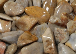 Coral petrified Tumbled Stones B-Quality