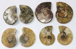 Ammonite pairs size 3 B-Quality