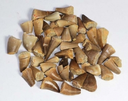 Mosasaurus Teeth (MEDIUM) B-Quality