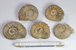 Ammonites 8-12 cm Maroc