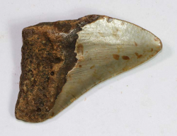 Mgalodon Dent No. 71