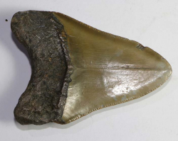 Megalodon Zahn Nr. 77