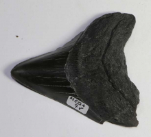 Megalodon Tooth No. 78