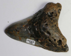 Megalodon Tooth No. 79