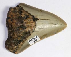 Mgalodon Dent No. 85