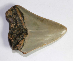 Mgalodon Dent No. 85