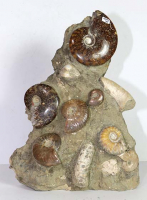 Ammonite Sculpture No. 45