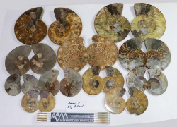 Ammoniten-Paare & -Hlften Lot Nr. 2 - B-Qualitt