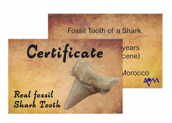 Certificate Shark Teeth