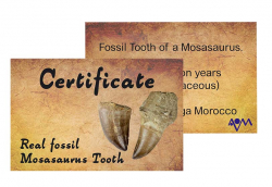 Certificate Mosasaurus Teeth