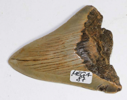 Megalodon Zahn Nr. 87