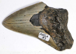 Megalodon Zahn Nr. 93