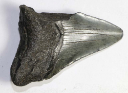 Megalodon Zahn Nr. 94