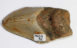 Megalodon Tooth No. 96