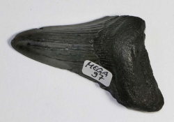 Megalodon Tooth No. 97