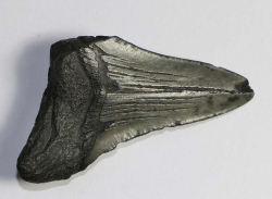 Megalodon Tooth No. 97