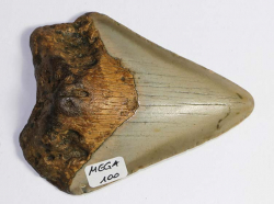 Mgalodon Dent No. 100