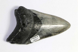 Mgalodon Dent No. 101