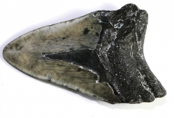 Mgalodon Dent No. 101