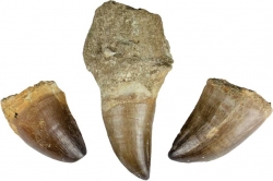 Mosasaurus Teeth (LARGE)