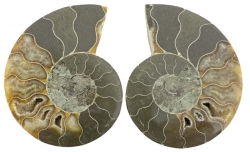 Ammonites en paires taille 4