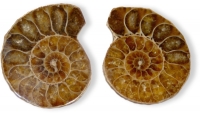 Ammonite pairs size 1