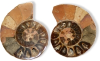 Ammonites en paires taille 2