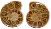 Ammonites en paires taille 2