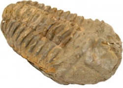 Trilobit (Calymene)