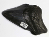 Megalodon Tooth No. 95