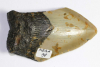 Mgalodon Dent No. 98